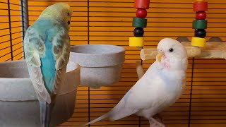 budgie sounds for relaxation