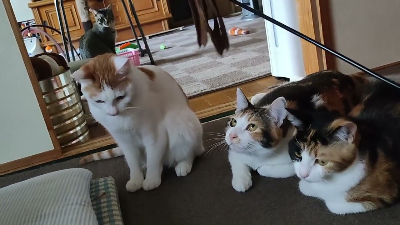 猫じゃらし - YouTube