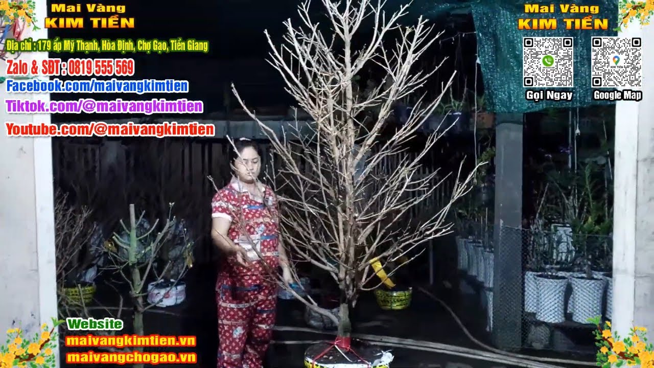 Mai Vàng Nhiều Nụ Đón Tết Bao Ship Toàn Quốc - Mai Vàng Kim Tiền Chợ Gạo