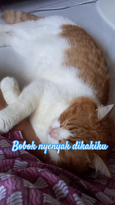 Oyen bobok nyenyak dikakiku#shorts#oyen#funnycats#catlover#kucingoyen#oyenlucu#cutecats#kucinglucu