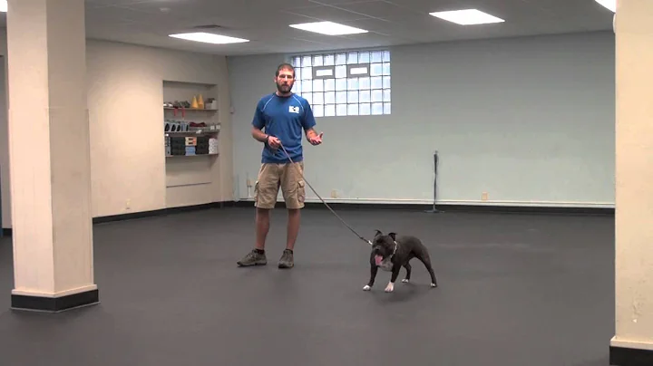 Starting A Dog On A Prong Collar With Conversational Leash Work | Tyler Muto Dogmanship