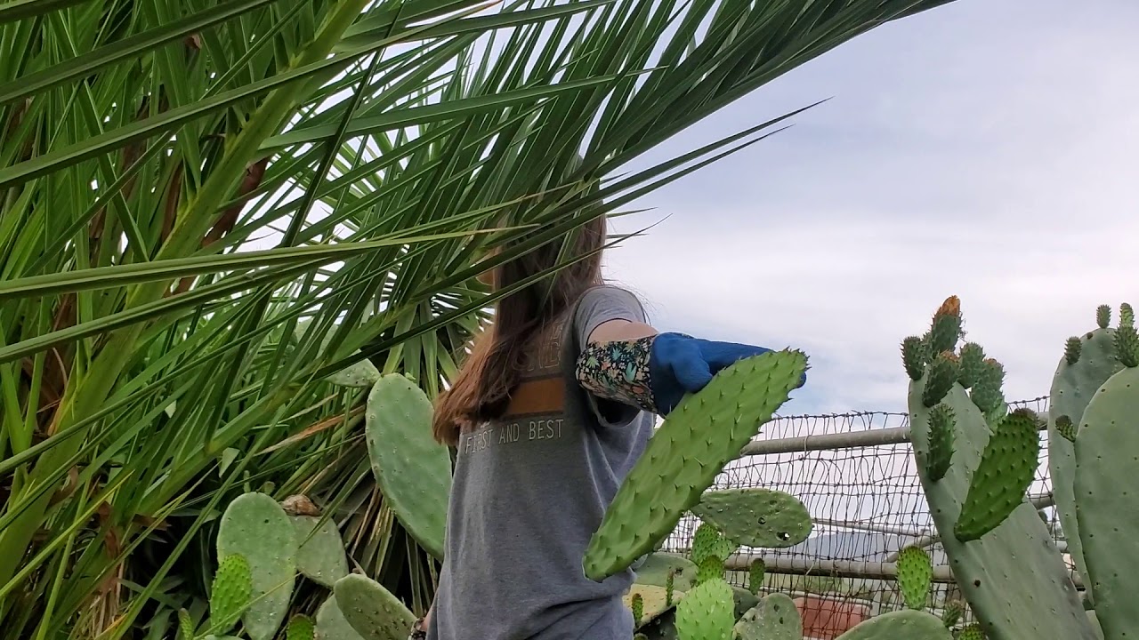 Cactus paddles 