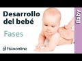 Fases del desarrollo del bebé