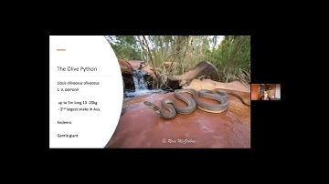 Herp of the Week: the Olive Python (Liasis olivaceus)