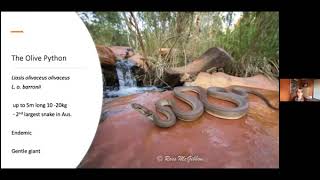 Celebrity Herp of the Week: the Olive Python (Liasis olivaceus) Net Worth