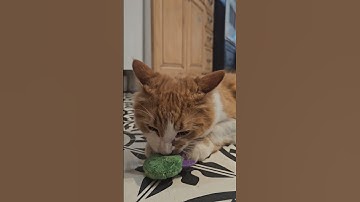 New Toy! #catsplaying #catnip #cattoys #viralcats #catshorts #viralcatshorts