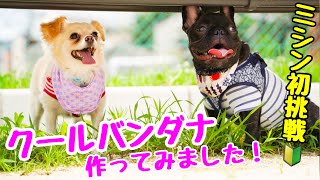 【クールバンダナ手作り】鼻ぺちゃ犬には必須アイテム！【チワマル＆フレンチブルドッグ子犬多頭飼い】