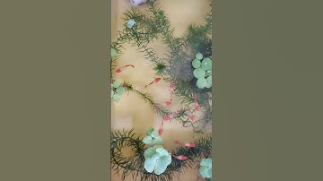 Koi Gen Ear - Bèo Cái - Bèo Nhật - Rong đuôi chó