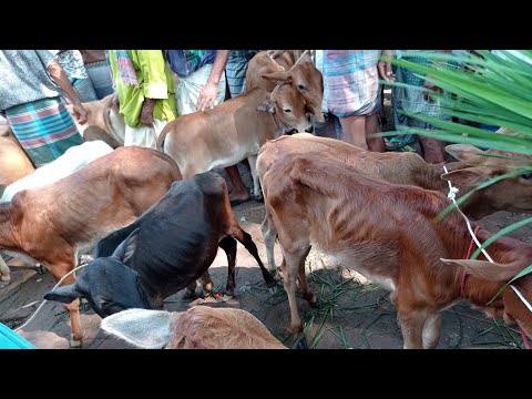 ভিডিও: আপনার বাছুরের অভ্যন্তরীণ দিকটি কীভাবে পাম্প করবেন