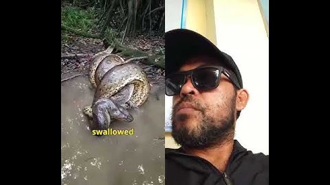 #snake #wildliferescue #animals