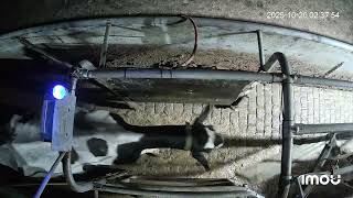 How the Nedap SmartSort Sort Gate Works (Real Farm Footage)