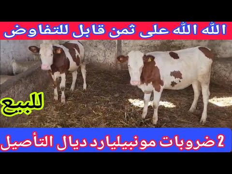 يوسف توضح تفسر💫 2 ضروبات مونبيليارد ديال التأصيل إتصل 06.66.21.69.68📞 ألو سي يوسف نواحي الغرب🇲🇦 