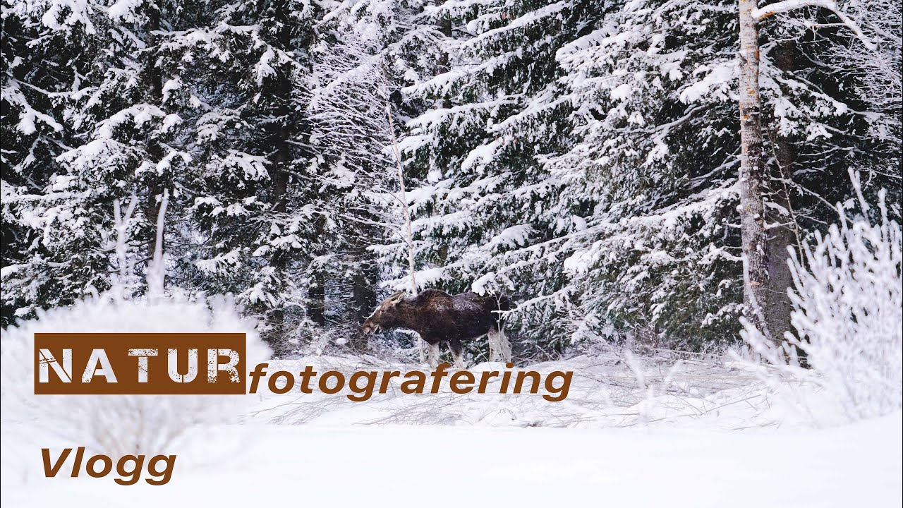 Naturfotografering - Första Vlogg videon
