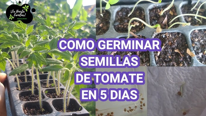 Germinar semillas en algodón - Miroytengo