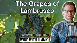 The Key Grapes of Lambrusco For WSET Level 4 (Diploma)
