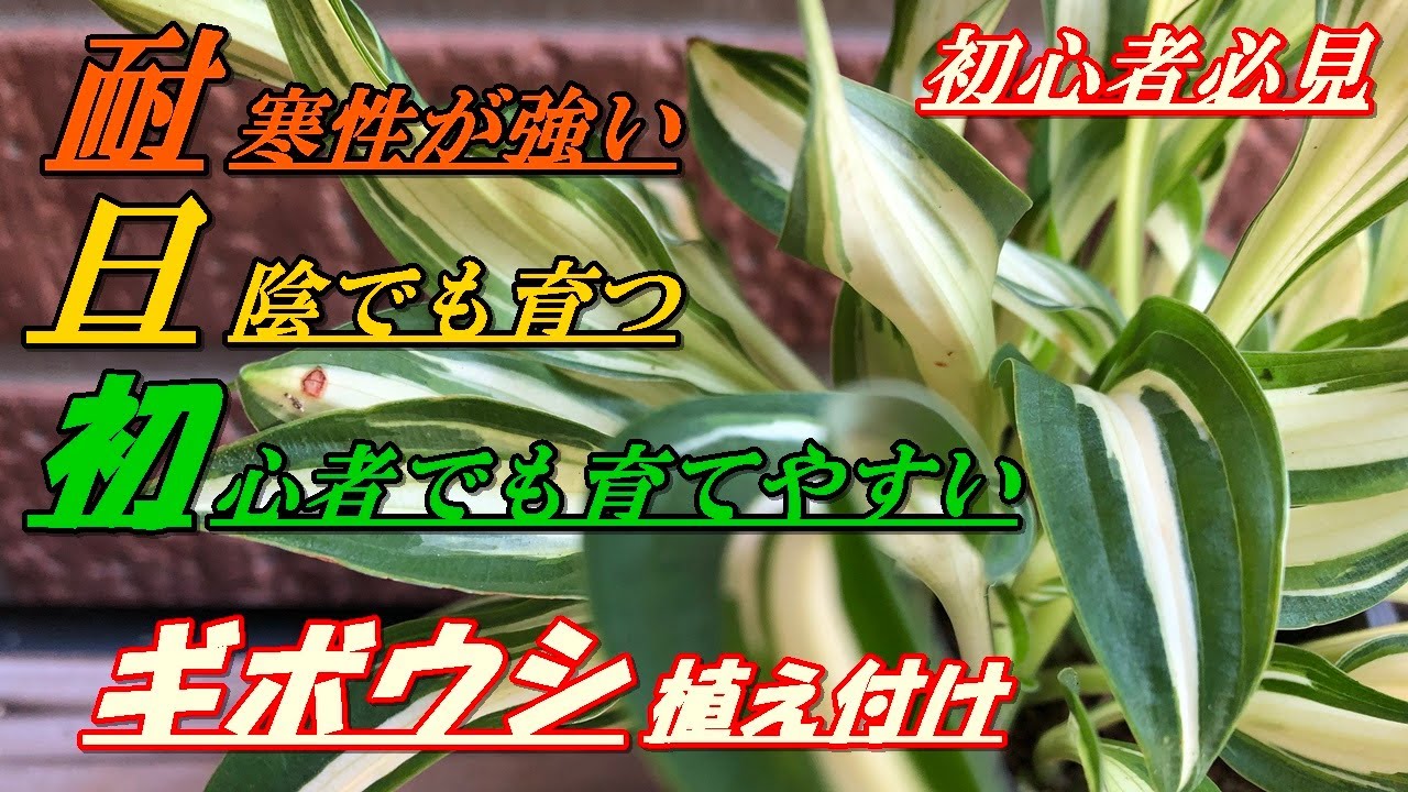 花 ギボウシの育て方 植え付け Youtube