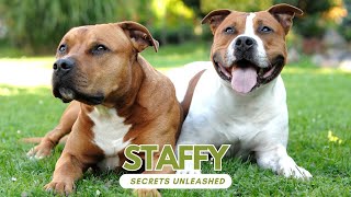 Staffy Secrets Unleashed: 40 Fascinating Facts about the Staffordshire Bull Terrier