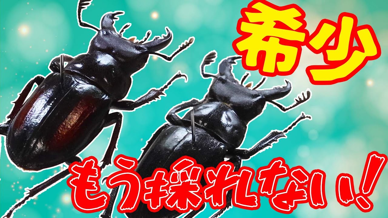 ミクラミヤマクワガタまとめ【規制前採集品】 hq720.jpg?sqp=-