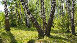 Звуки и пение лесных птиц. Березовый лес. 12 часов. Дикая природа, для отдыха, сна, медитации