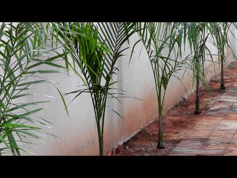 Vídeo: Como Plantar Uma Palmeira