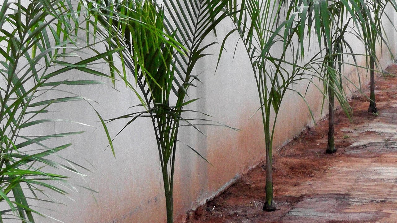 Pode plantar palmeira perto do muro?