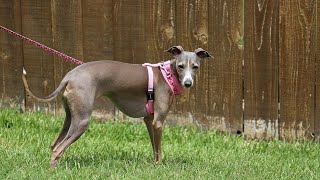 The 10 Pros and Cons of Owning an Italian Greyhound 🐾