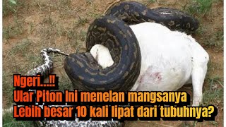 Mengerikan…!! Ular piton ini menelan mangsanya, lebih besar 10 kali lipat dari tubuhnya?