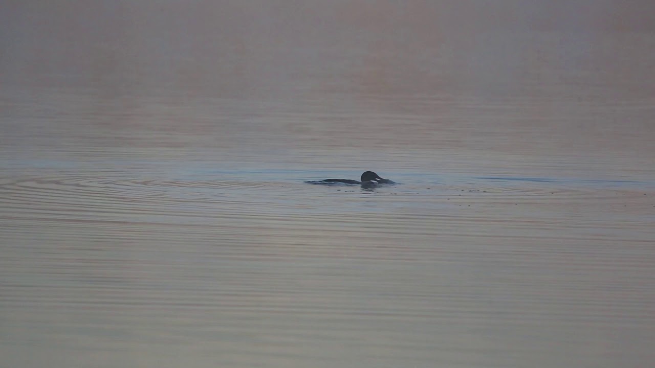 wildlife tea Loon with fish