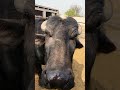 Buffalo farming, Buffalo talaab, Buffalo cartoon, bhains wala cartoon, #cows #buffalo