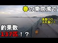 【神奈川県某所】春のサビキ釣りで釣果100匹越え！？4月中旬、神奈川県の三浦半島の東京湾側に面している釣り場で雨の中釣りしてみたら、開始早々ありえない数の回遊魚が入れ食いに…！【2022.04.17】