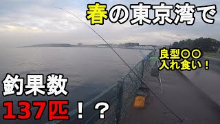 【神奈川県某所】春のサビキ釣りで釣果100匹越え！？4月中旬、神奈川県の三浦半島の東京湾側に面している釣り場で雨の中釣りしてみたら、開始早々ありえない数の回遊魚が入れ食いに…！【2022.04.17】