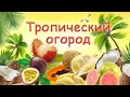 Тропический огород. Что выращивают на грядках жители Суматры? Дегустация экзотических фруктов.