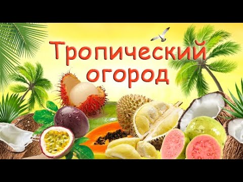 Видео: Выращивание экзотических фруктов: узнайте о различных сортах тропических фруктов