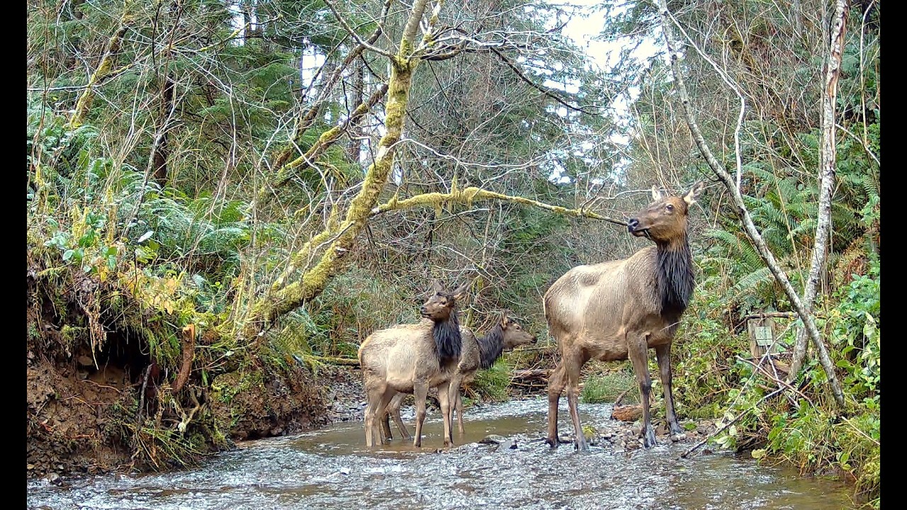 Roosevelt Elk on the Browning Spec Ops Elite HP5