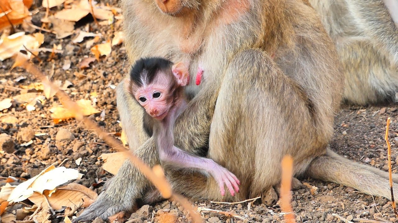 Leaving the Nest, A Baby Monkey's First Steps Toward Freedom