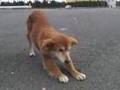 いぬがよってきた!The stray dog has come near.