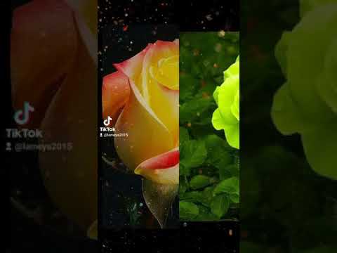 Очень красивая песня У темноты твои глаза #shorts
