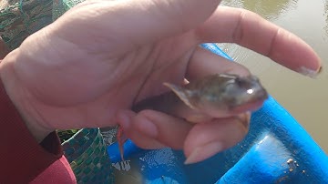 Xin đừng tàn phá rừng ngập mặn ở Long Thành khu vực thi công đường cao tốc và sân bay