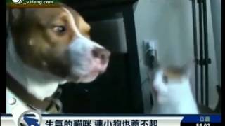 384angry cat even puppies Untouchables