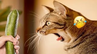 Try Not To Laugh Dogs And Cats  Funniest Animals 2024 # 24