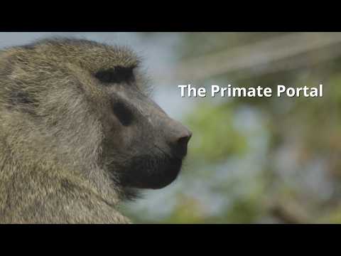 The Primate Portal Tests Monkey Math Skills and Teaches Kids to Code thumbnail