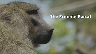 The Primate Portal Tests Monkey Math Skills and Teaches Kids to Code screenshot 3