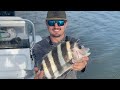 SHEEPSHEAD Ceviche! {Catch Clean Cook} Amazing Day Of Fishing