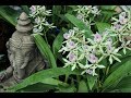 ОБЗОР МОЕЙ ОРХИДЕЙНОЙ ТЕПЛИЦЫ " ЭНЦИКЛИЯ, NEOSTYLIS, ENCYCLIA PANARICA, CATTS...