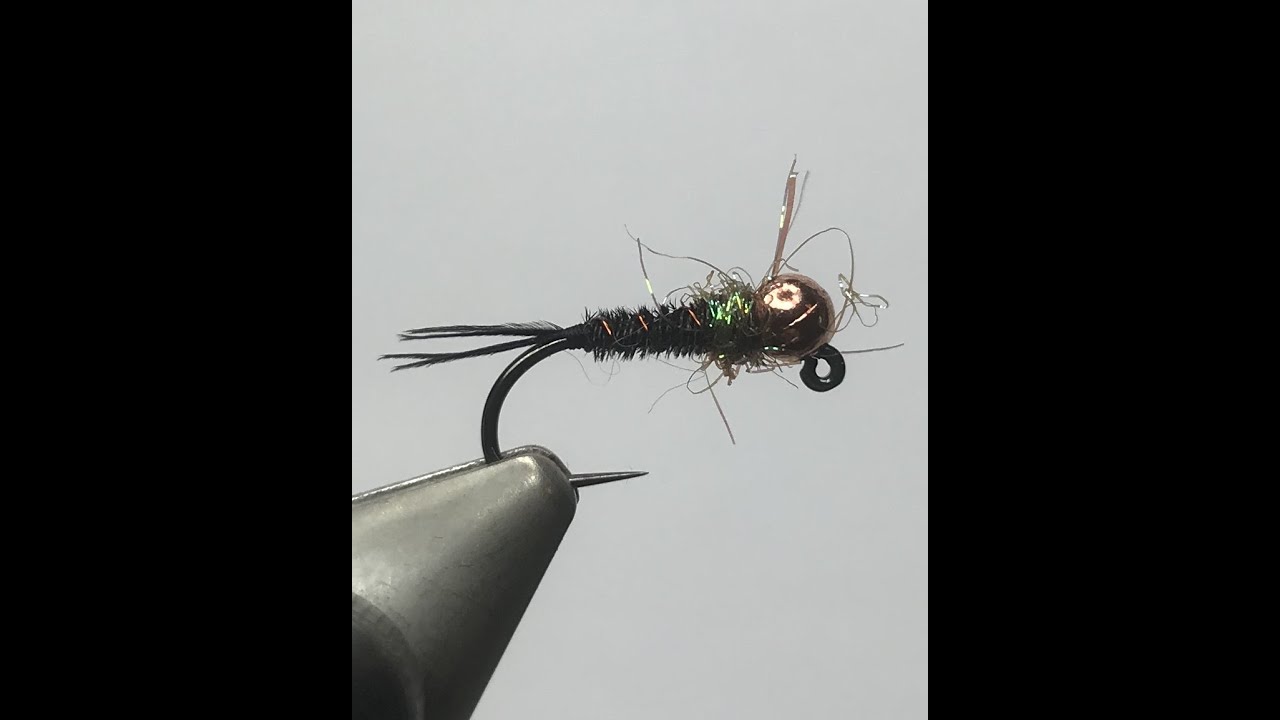 Nymphe d'ouverture : La faisan obscure