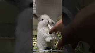 🐰😍 Cutest Lop Eared Rabbit Babies Funny Reactions 😂❤️  You Won't Believe How Confusing Baby Rabbi