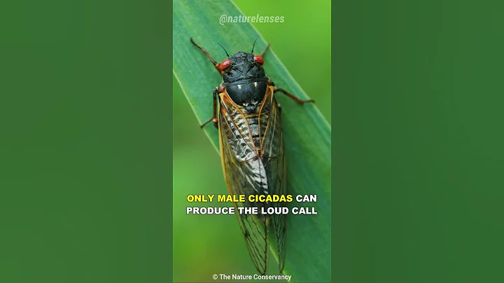 Cicada | The Loudest Insect On Earth - DayDayNews