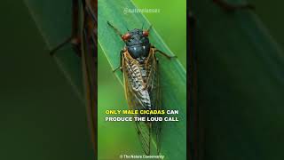 Cicada | The Loudest Insect On Earth