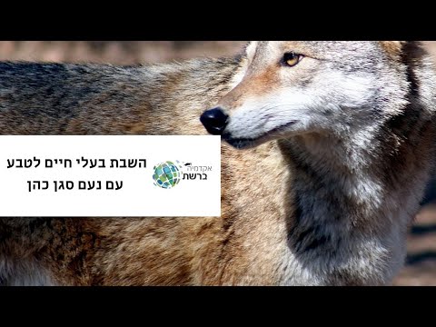 וִידֵאוֹ: האם נשרים בקעו בדוב גדול?