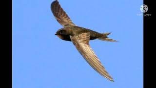 SP PIRO777 MIX PIYIK, sya sudh uji coba dan mampu mnarik anakan di waktu magrib